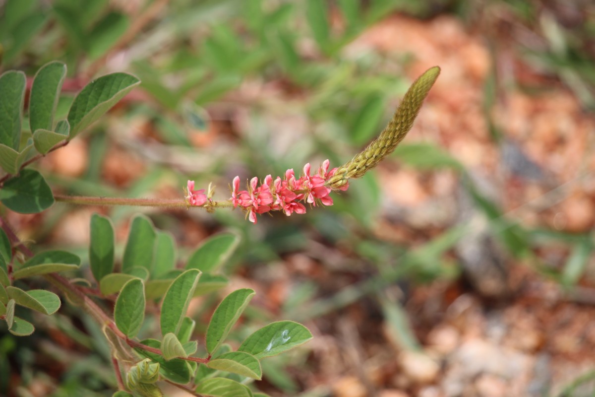 Indigofera hirsuta L.